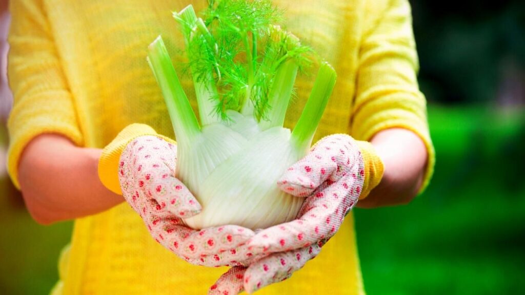 fennel being held in woman's gloved hands