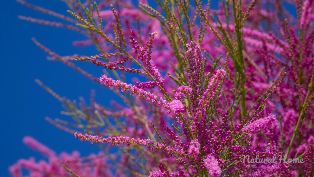 native coastal plants