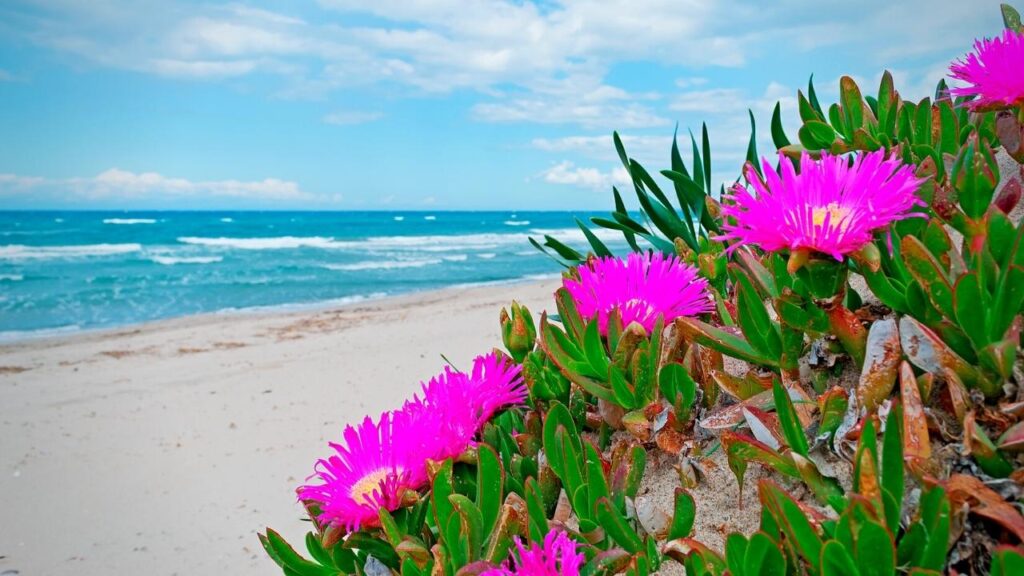 hottentot fig growing beside beach