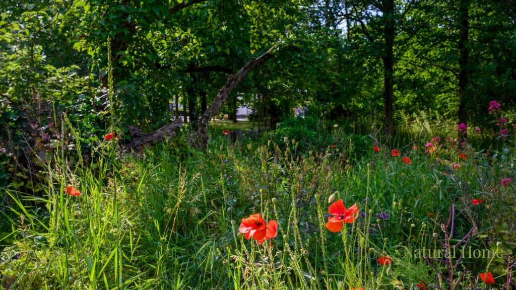 how to plant a wildflower patch
