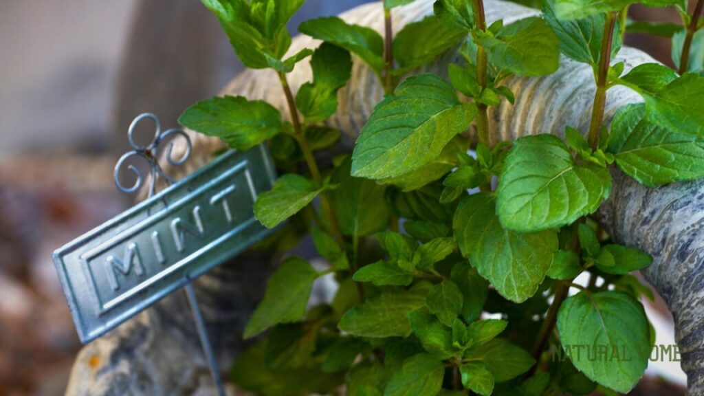 best herbs for juicing