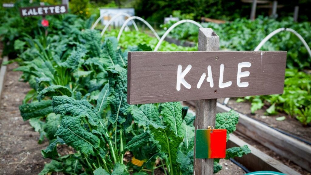 kale sign beside kale plants