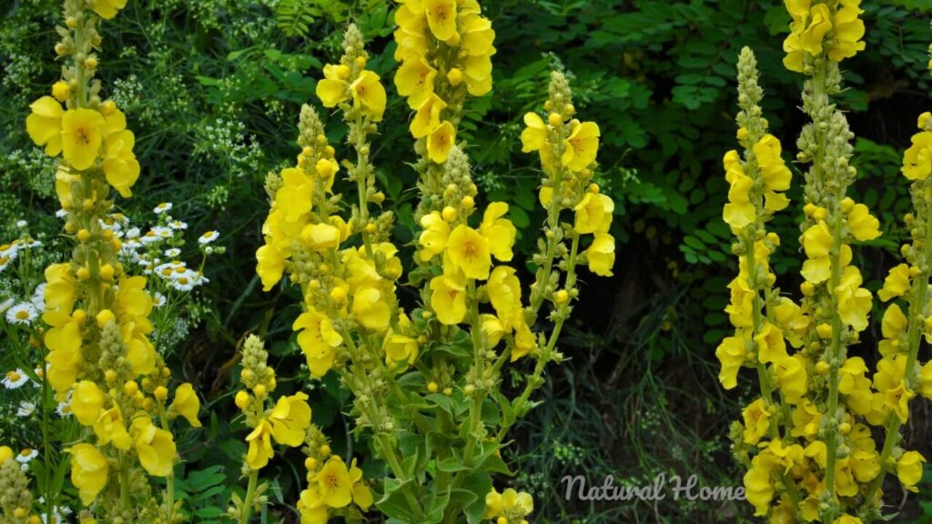 hardy coastal plants uk