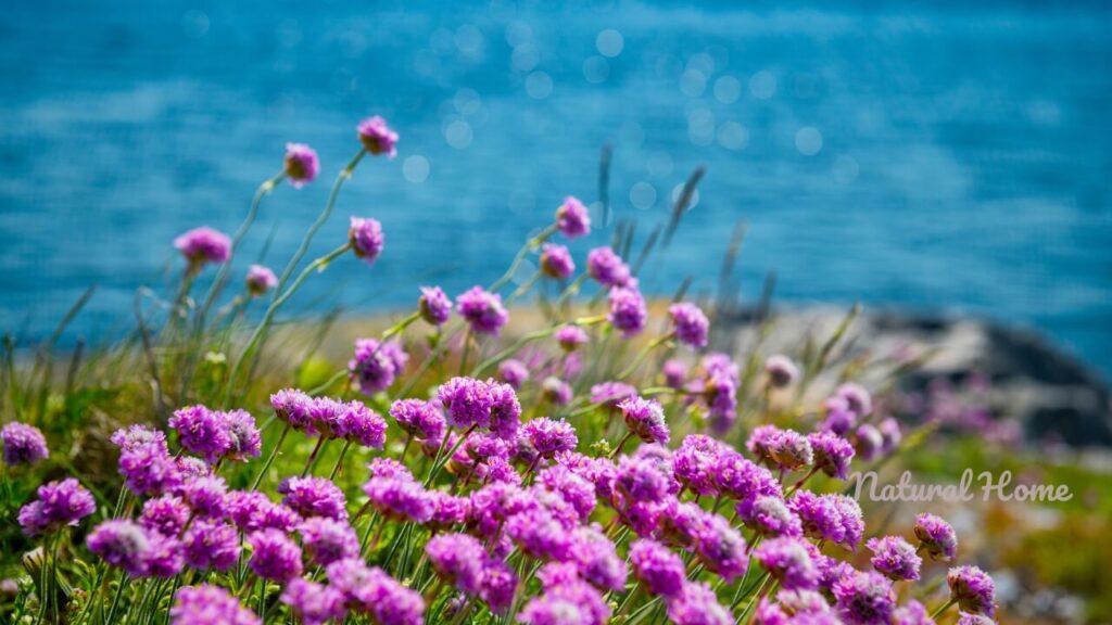 plants for seaside gardens