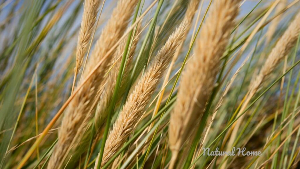 plants for coastal gardens uk