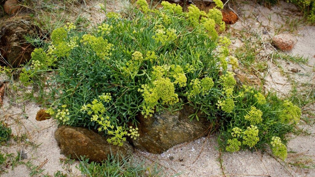 samphire growing among rocks