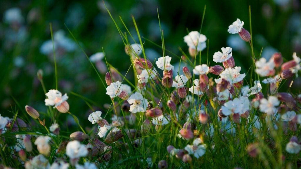 close up of sea campion flowers