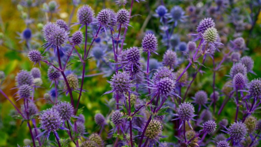 close up of purple sea holly plant