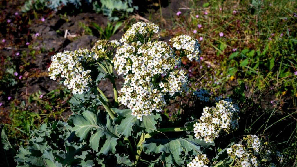 close up of white flowering sea kale