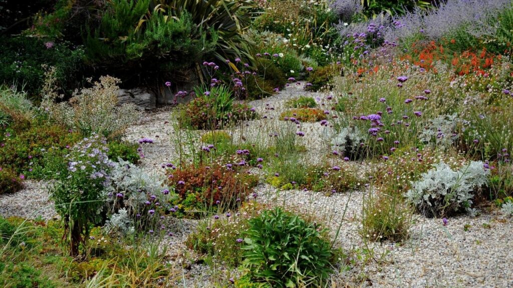 plants growing in seaside garden