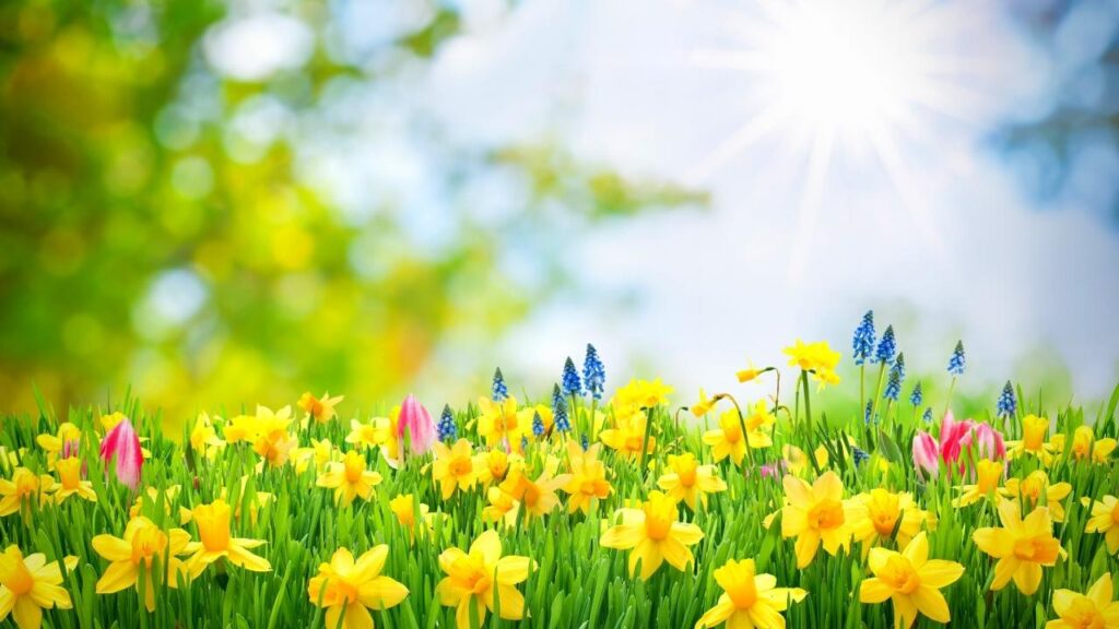 display of daffodils on sunny day
