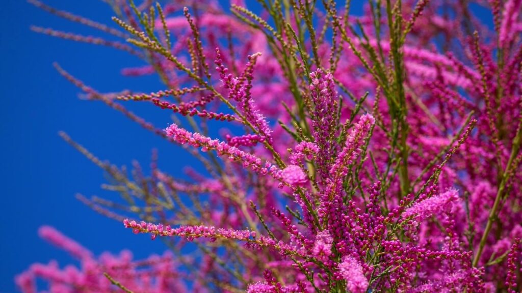 branches of pink tamarix plant