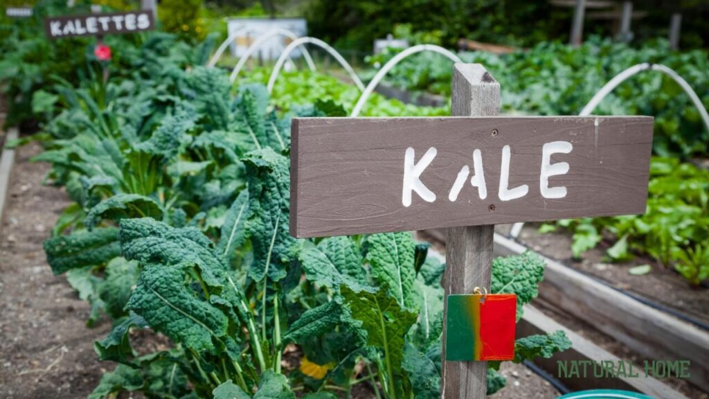 best greens for juicing
