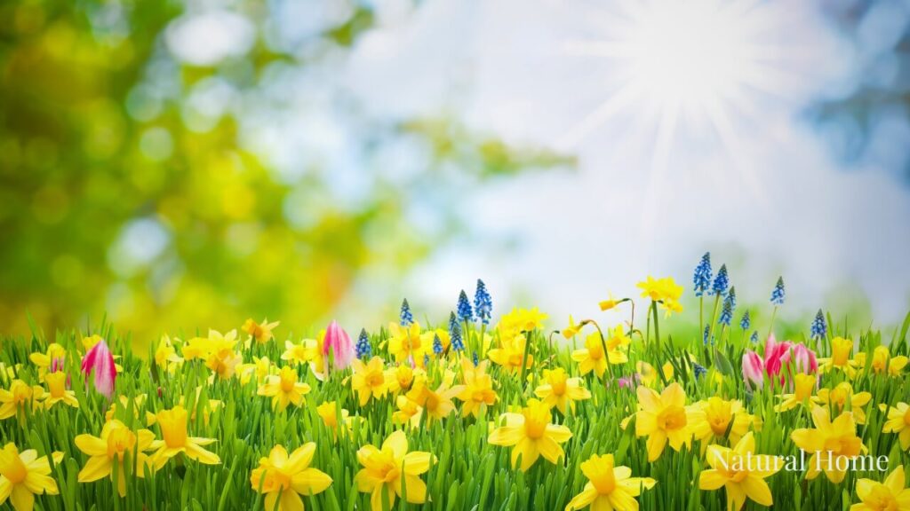 wildflower seed planting ideas