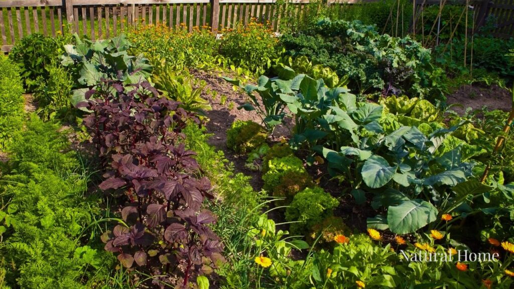 wildflower seed planting guide