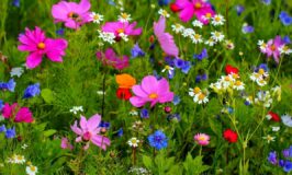 colourful wildflowers growing in grass