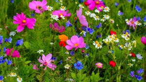 colourful wildflowers growing in grass