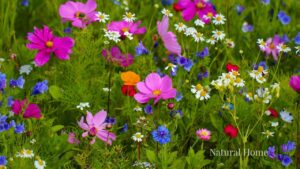 wildflower planting ideas uk