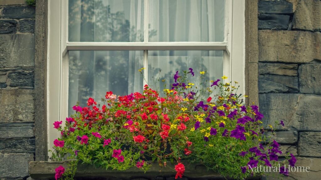 planting wildflower seeds in pots
