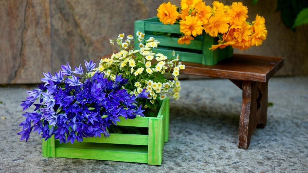 wildflowers growing in wooden crates