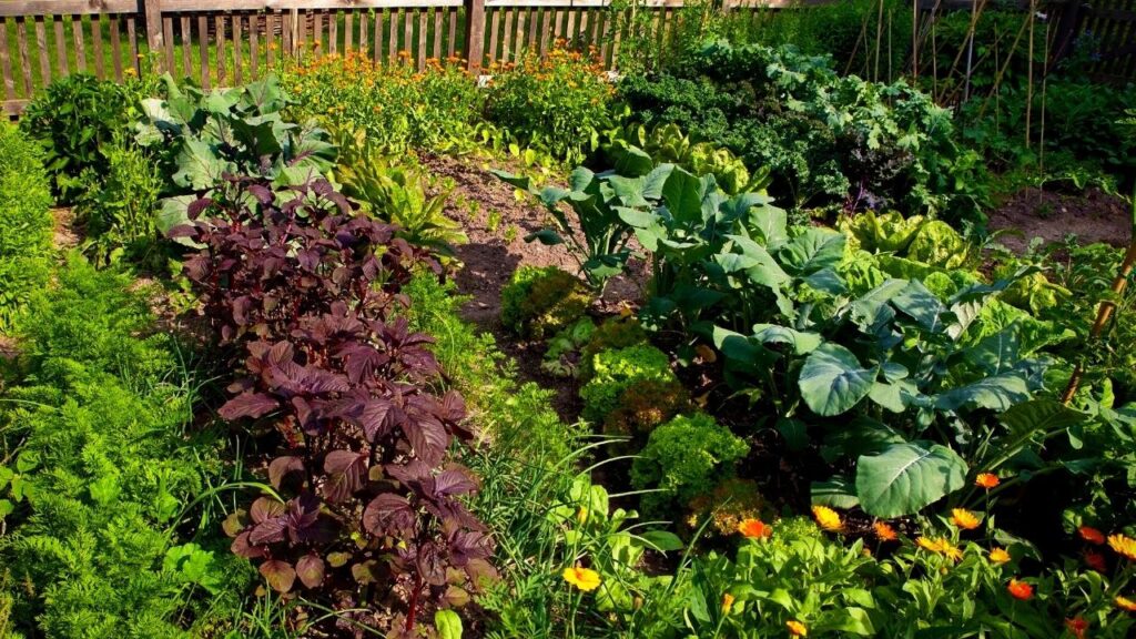 wildflowers at edge of veg plot