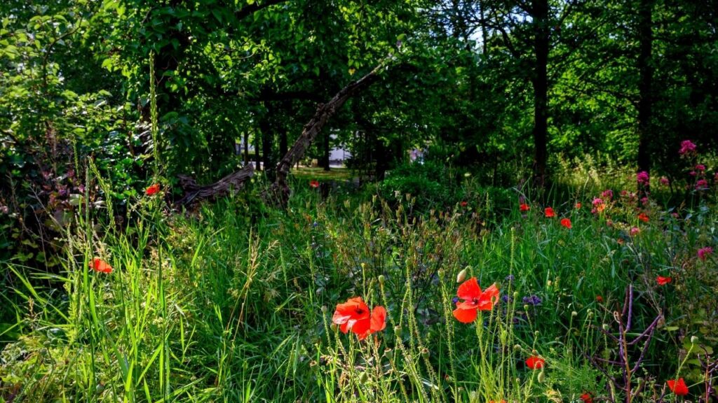 red poppies growing in grass below trees